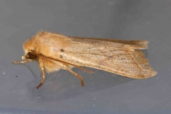 Yellow-line Quaker (Agrochola macilenta)