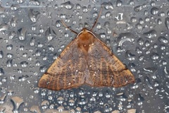 Feathered Thorn (Colotois pennaria)