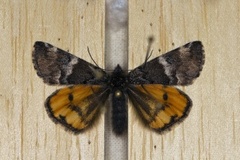 Orange Underwing (Archiearis parthenias)