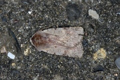 Red Chestnut (Cerastis rubricosa)