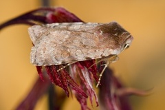 Red Chestnut (Cerastis rubricosa)