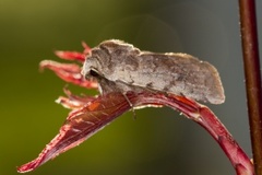 Red Chestnut (Cerastis rubricosa)