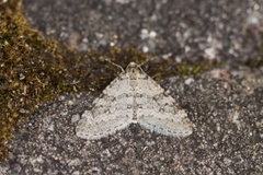 Early Tooth-striped (Trichopteryx carpinata)