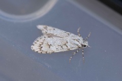 March Tubic (Diurnea fagella)