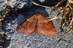 Barred Umber (Plagodis pulveraria)