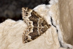 Water Carpet (Lampropteryx suffumata)