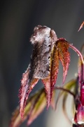 Red Chestnut (Cerastis rubricosa)