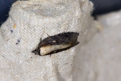 Seljeflatvikler (Acleris hastiana)