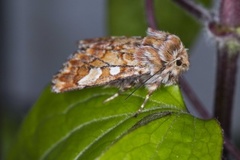 Furufly (Panolis flammea)