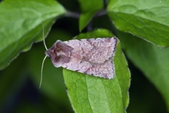 Red Chestnut (Cerastis rubricosa)