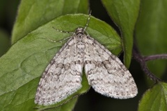 Early Tooth-striped (Trichopteryx carpinata)
