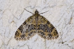 Yellow-barred Brindle (Acasis viretata)