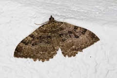 Scarce Tissue (Rheumaptera cervinalis)