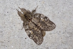 Great Prominent (Peridea anceps)