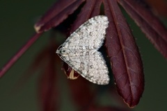 Early Tooth-striped (Trichopteryx carpinata)