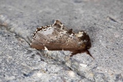 Brun vårtannspinner (Odontosia carmelita)