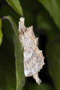 Nebbspinner (Pterostoma palpina)