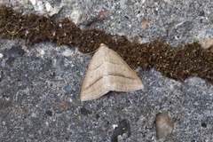 Brown Silver-line (Petrophora chlorosata)