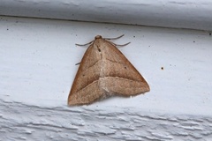 Brown Silver-line (Petrophora chlorosata)