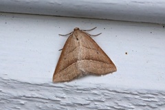 Bregnemåler (Petrophora chlorosata)