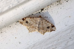 Peacock Moth (Macaria notata)