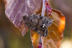 Rødt hagefly (Ceramica pisi)