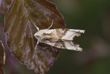 Taggvingefly (Phlogophora meticulosa)