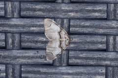 The Streamer (Anticlea derivata)