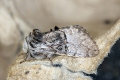 Nut-tree Tussock (Colocasia coryli)