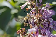 Smalkantet humlesvermer (Hemaris tityus)