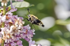 Narrow-bordered Bee Hawk-moth (Hemaris tityus)