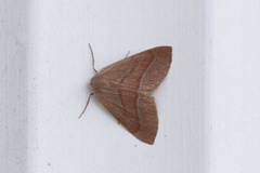 Barred Red (Hylaea fasciaria)