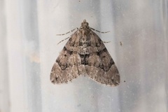 Chestnut-coloured Carpet (Thera cognata)