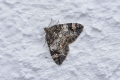 Common Marbled Carpet (Dysstroma truncata)