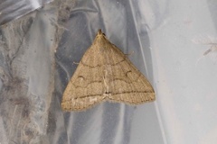 The Fan-foot (Herminia tarsipennalis)