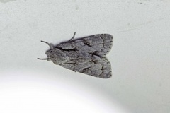 Grey Dagger (Acronicta psi)