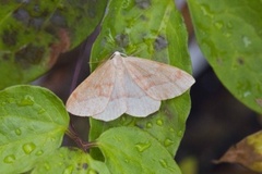 Barred Red (Hylaea fasciaria)