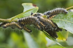 Buff-tip (Phalera bucephala)