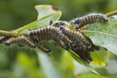 Oksehodespinner (Phalera bucephala)