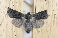 Blågrått kveldfly (Acronicta euphorbiae)