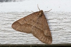 Dotted Border (Agriopis marginaria)