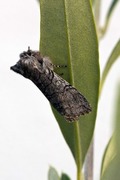 Yellow Horned (Achlya flavicornis)