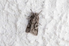 Early Grey (Xylocampa areola)