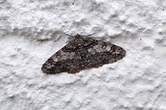 Ringed Carpet (Cleora cinctaria)