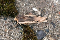 Red Sword-grass (Xylena vetusta)