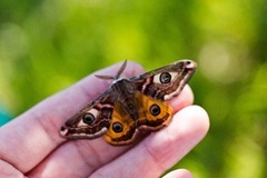 Nattpåfugløye (Saturnia pavonia)