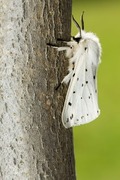 White Ermine (Spilosoma lubricipeda)