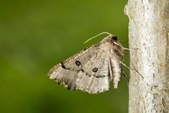 Scalloped Hazel (Odontopera bidentata)