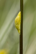 Seksflekket bloddråpesvermer (Zygaena filipendulae)