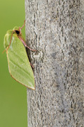 Rødfrynset båtfly (Pseudoips prasinana)